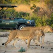 Jock Safari Lodge - 192105