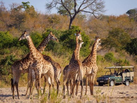 Jock Safari Lodge - 192112