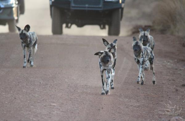 Motswiri Private Safari Lodge - 194781