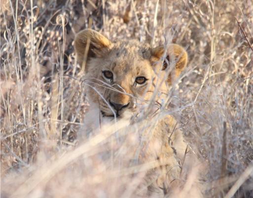 Motswiri Private Safari Lodge - 194782