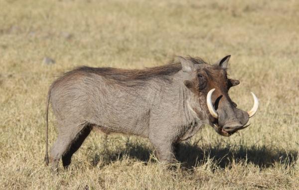 Motswiri Private Safari Lodge - 194784