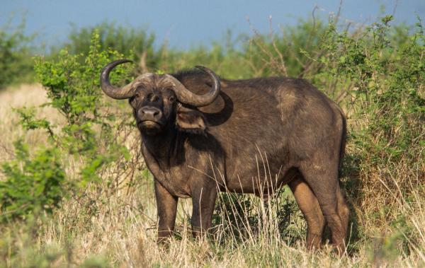 Motswiri Private Safari Lodge - 194785