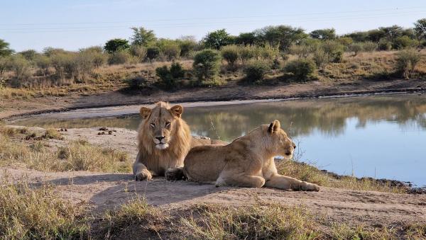 Motswiri Private Safari Lodge - 194786