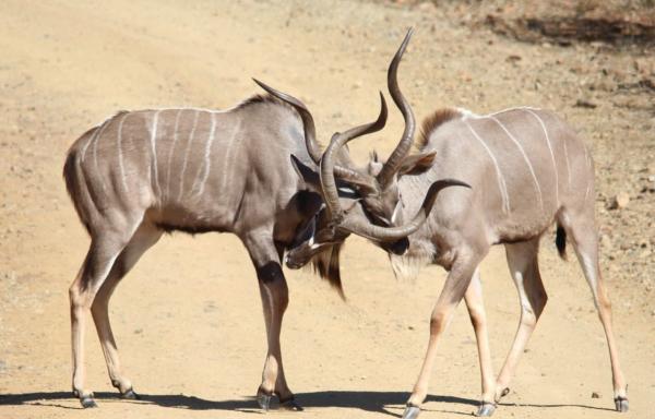 Motswiri Private Safari Lodge - 194787