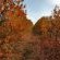 Autumn Autumn