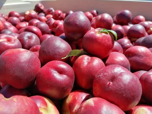 Nectarines