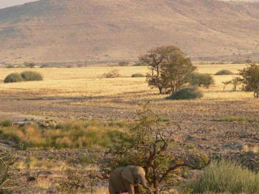 Etendeka Mountain Camp - 195213