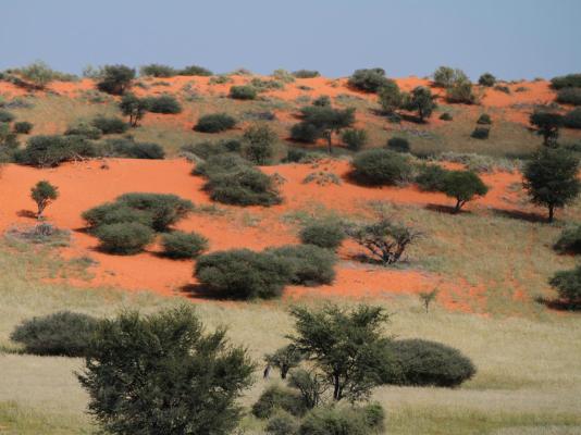 Camelthorn Kalahari Lodge - 195881