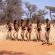 Camelthorn Kalahari Lodge - 195888