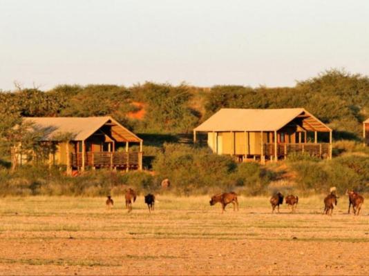 Suricate Kalahari Tented Lodge - 195914