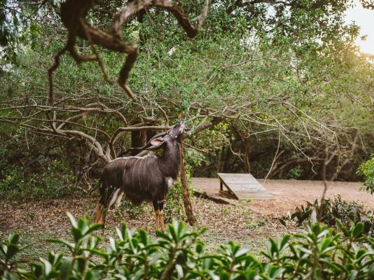 Hluhluwe River Lodge - 196009