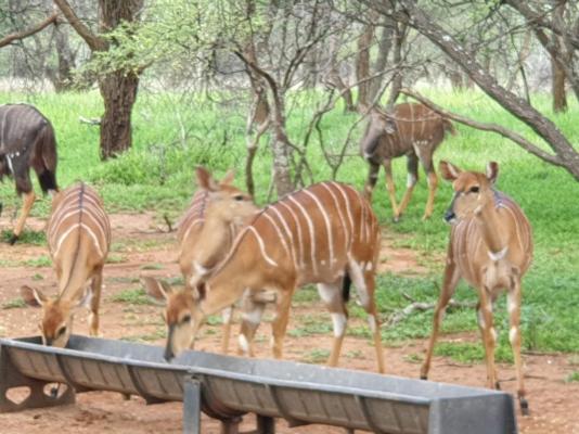 Grootgeluk Bush Camp - 196677