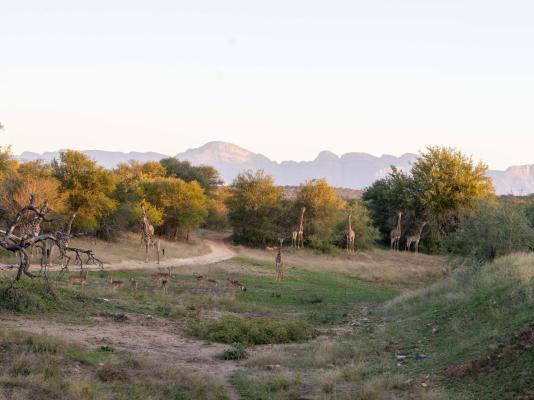 Bushriver Lodge - 197015