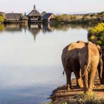 Buffelsdrift Game Lodge - 197365