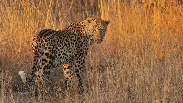 Pilanesberg Private Lodge - 197407