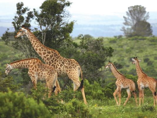 Kariega Game Reserve - 197431