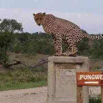 Pungwe Safari Camp - 197474