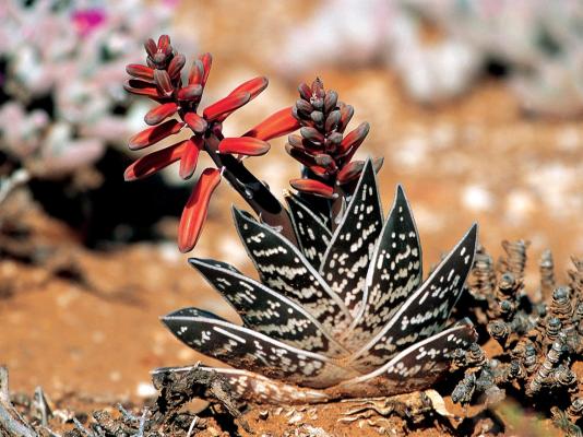 Sanbona Wildlife Reserve - 197505