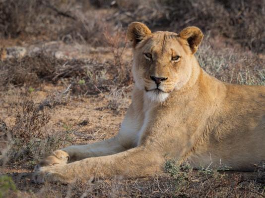 Sanbona Wildlife Reserve - 197513