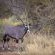 Sanbona Wildlife Reserve - 197516