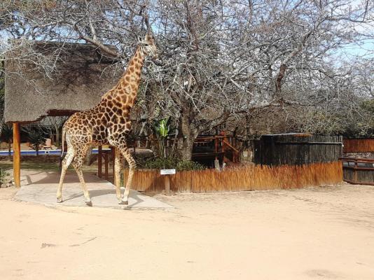 Thornhill Safari Lodge - 198072