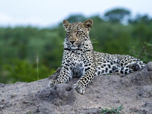 Inyati Game Lodge - 198148