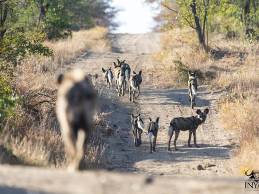 Inyati Game Lodge - 198151