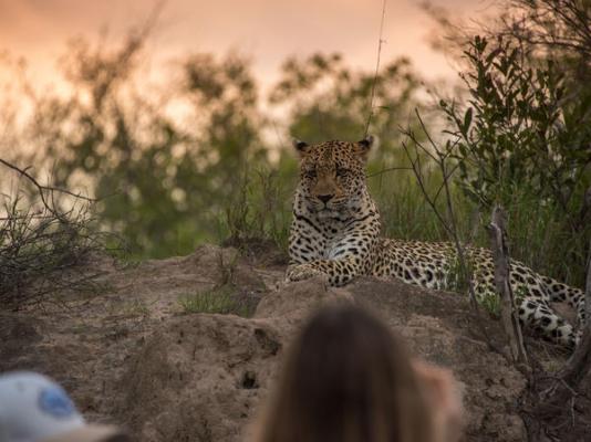 Inyati Game Lodge - 198153