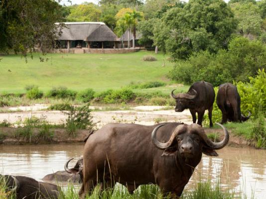 Inyati Game Lodge - 198156