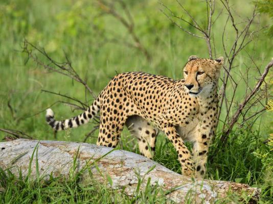 Inyati Game Lodge, Sabi Sand Nature Reserve
