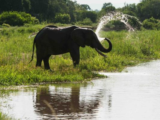 Inyati Game Lodge - 198183