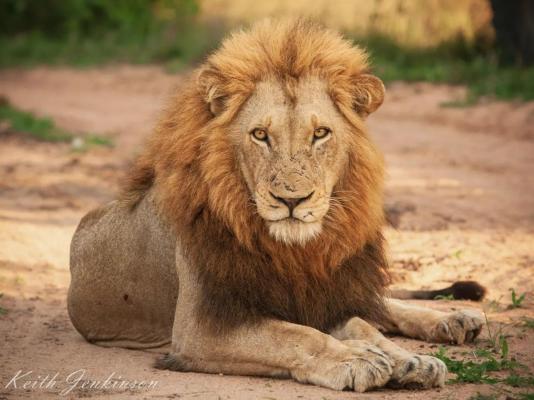 Inyati Game Lodge - 198190