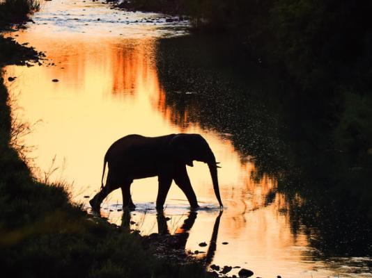 Amakhosi Safari Lodge - 198228