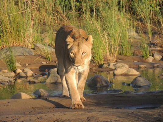 Amakhosi Safari Lodge - 198239