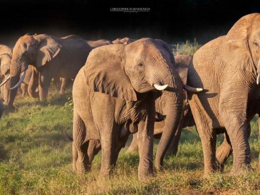 Amakhosi Safari Lodge - 198245