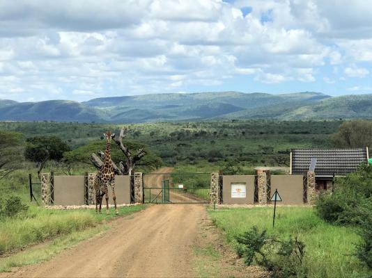 Amakhosi Safari Lodge - 198255