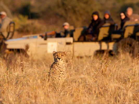 Amakhosi Safari Lodge - 198256