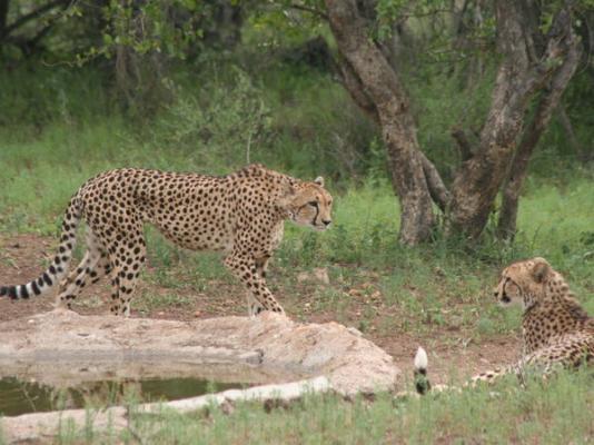 Kwa Mbili Game Lodge - 199010