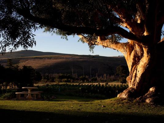 Blue Gum Country Estate - 199142