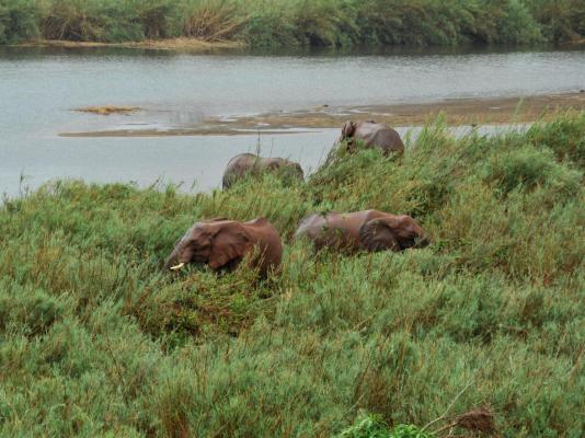 Elephant Walk Retreat - 199214