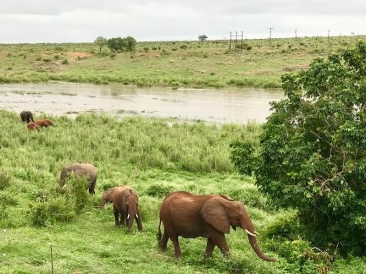 Elephant Walk Retreat - 199218