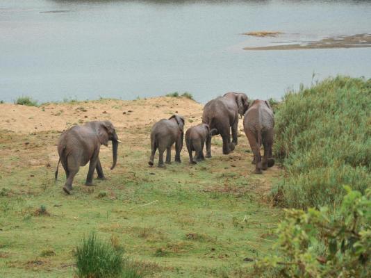 Elephant Walk Retreat - 199219