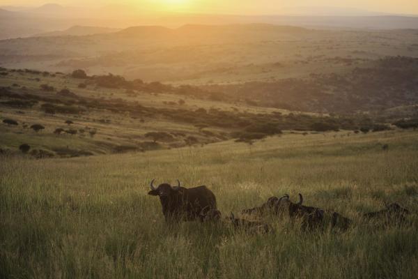 Madwaleni River Lodge - 199508