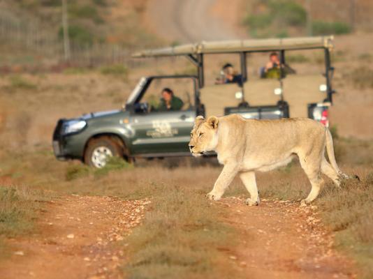 Garden Route Game Lodge - 199712