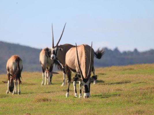 Garden Route Game Lodge - 199721