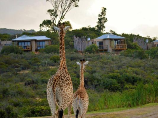 Garden Route Game Lodge - 199728