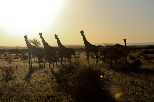 Mokala National Park - 199769