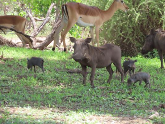 Mapungubwe National Park - 199894