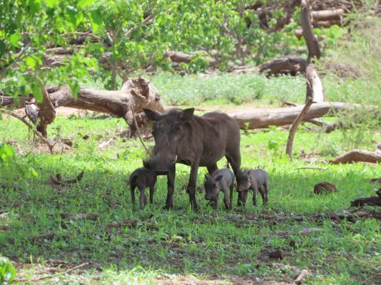 Mapungubwe National Park - 199895