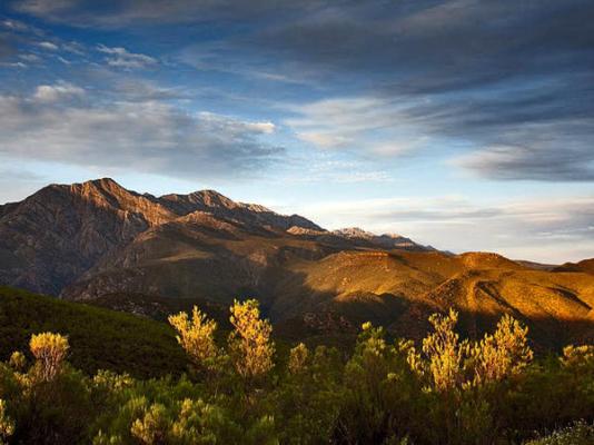 Meijer's Rust - 201295
